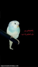 مرغ عشق ناس ناس