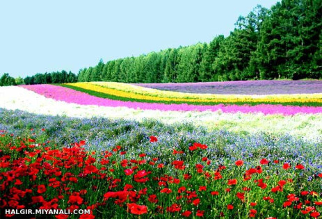 تقدیم به دخترای ادد لیستم اونایی که مخاطب خاص ندارین(برید   با خیال راحت حالشو ببرید)