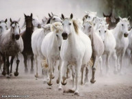 زیبایی