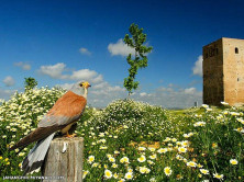 تصویر به این میگن(توضیحات)