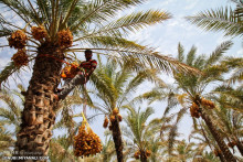 خرمای بوشهر