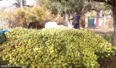 نمایشی دیگر از خسارت تگرگ ...