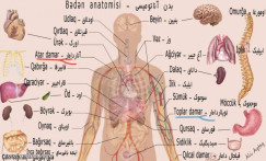 نام ترکی اجزای بدن...