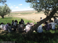 کلوچه خالصه میانه