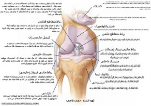 آناتومی زانو 