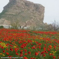 شتر مرغ ساخلییان یئر