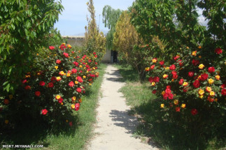 مناظری از گلها در خانه پدری 