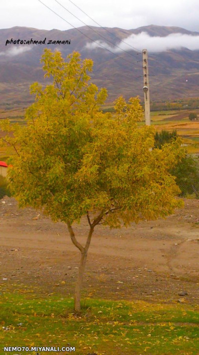 عکس پاییزی.........