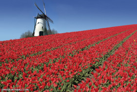 keukenhof vilage