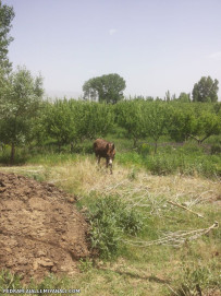 آشنایی با بخش کندوان