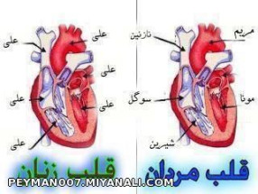 قلب مردان   قلب زنان