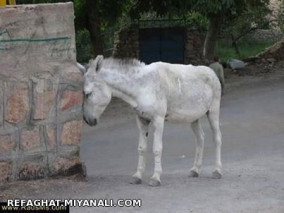 سلام دوستای میانالی...اینم تقدیم  میکنم ب همه کسایی ک شکست عشقی خوردن