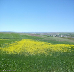 زیبا ببینیم...