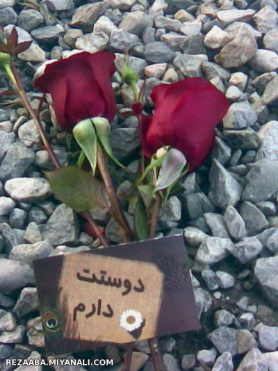 مهربونی