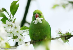 طوطی