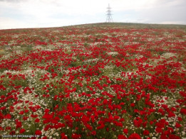 عشق به طبیعت