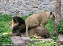 در هر صورت زنا برترن 