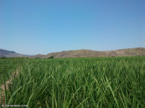 روستای ممان