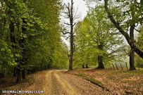  آشنایی با دهکده زیبای مازیچال در کلاردشت !+ تصاویر