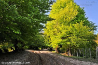 آشنایی با دهکده زیبای مازیچال در کلاردشت !+ تصاویر