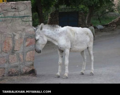 وقتی که دیگه خر هم کم  میــــــــــــــاره