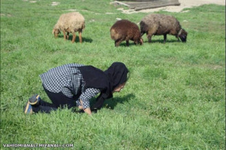 چقدر شبیه