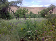 بهشت زنجان