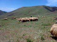 کوسفندان در ییلاق ولدیان