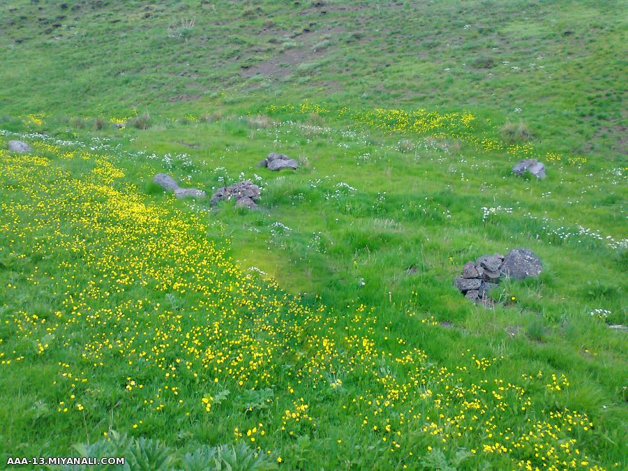 زیبایی اول بهار