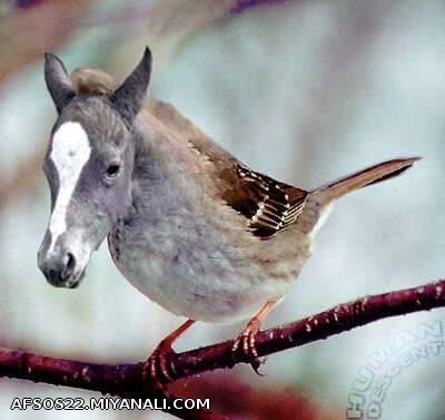 به این چی میگن