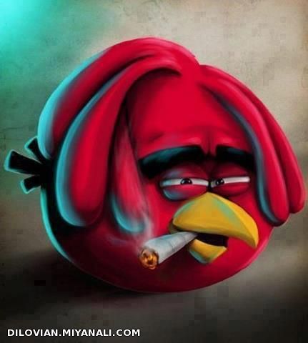 angry bird ham motad shOod