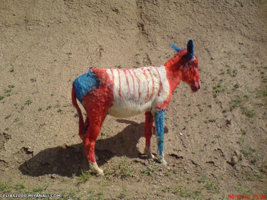 عجب زمونه ای شده خر رو هم رنگ میکنن به جای بلبل