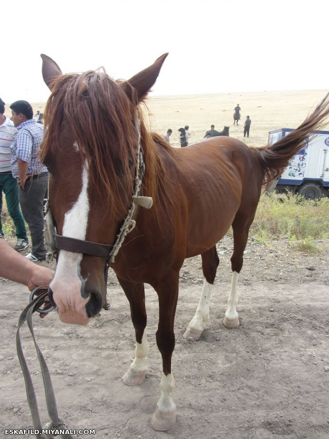 کورس اسب سواری