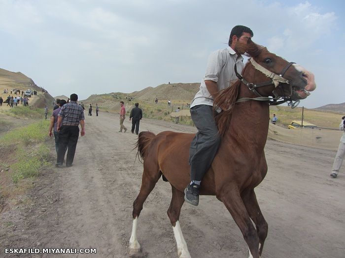 کورس اسب سواری