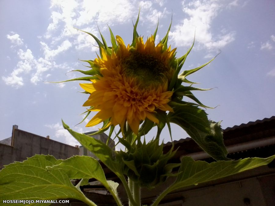 سوژه ایرانی