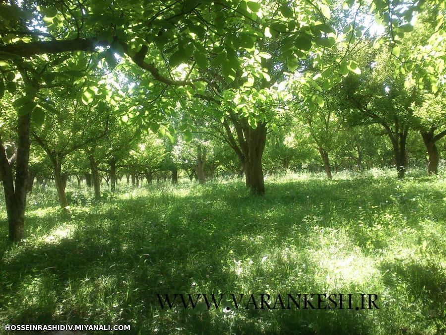 طبیعت روستای ورنکش