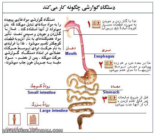 تشریح دستگاه گوارشی در بدن انسان