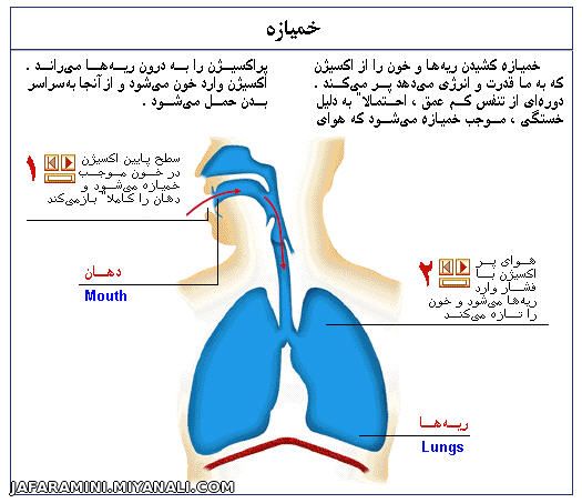 تشریح دستگاه گوارشی در بدن انسان