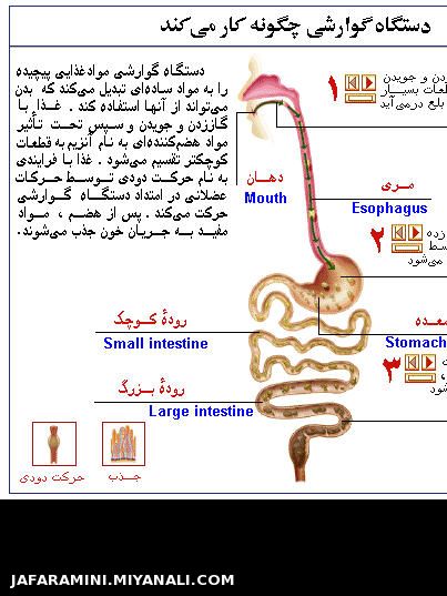 تشریح دستگاه گوارشی در بدن انسان