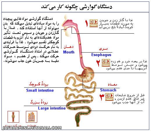 تشریح دستگاه گوارشی در بدن انسان