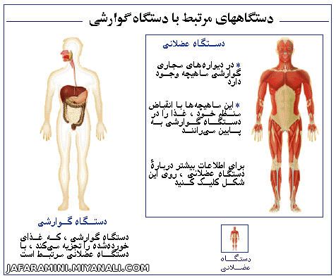 تشریح دستگاه گوارشی در بدن انسان