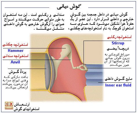 تشریح گوش و شنوایی در بدن انسان