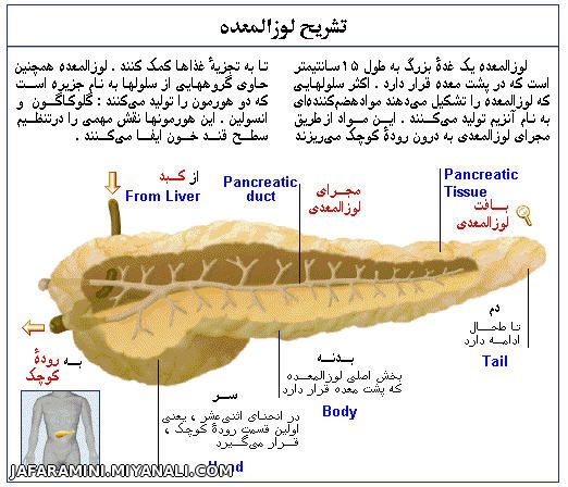 تشریح لوزالمعده در بدن انسان