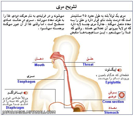 تشریح مری در بدن انسان