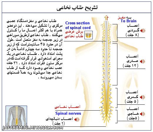 تشریح طناب نخاعی در بدن انسان