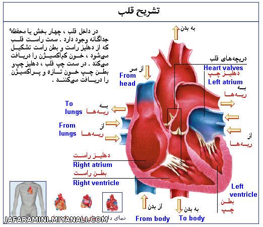 تشریح قلب در بدن انسان