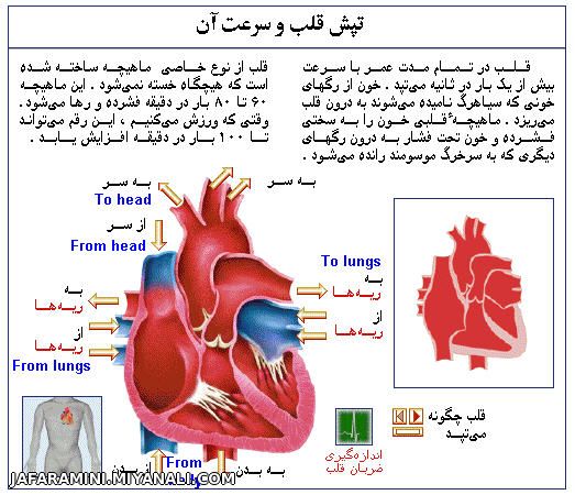 تشریح قلب در بدن انسان