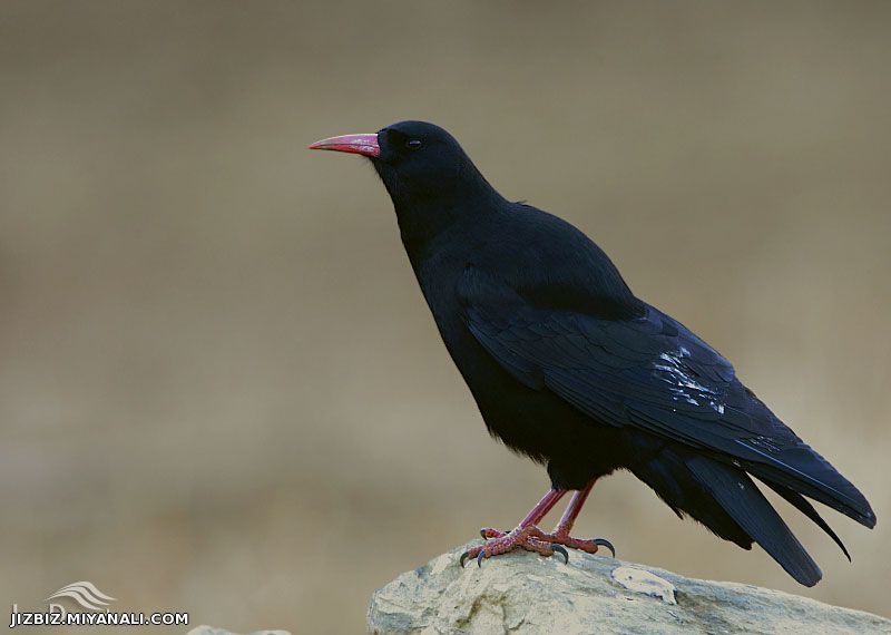 کی میگه کلاغ زشته؟........من خودم به شخصه خیلی دوسش دارم!