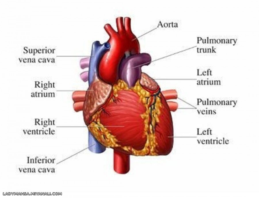 اطلاعات بسیارجالب درمورد قلب...