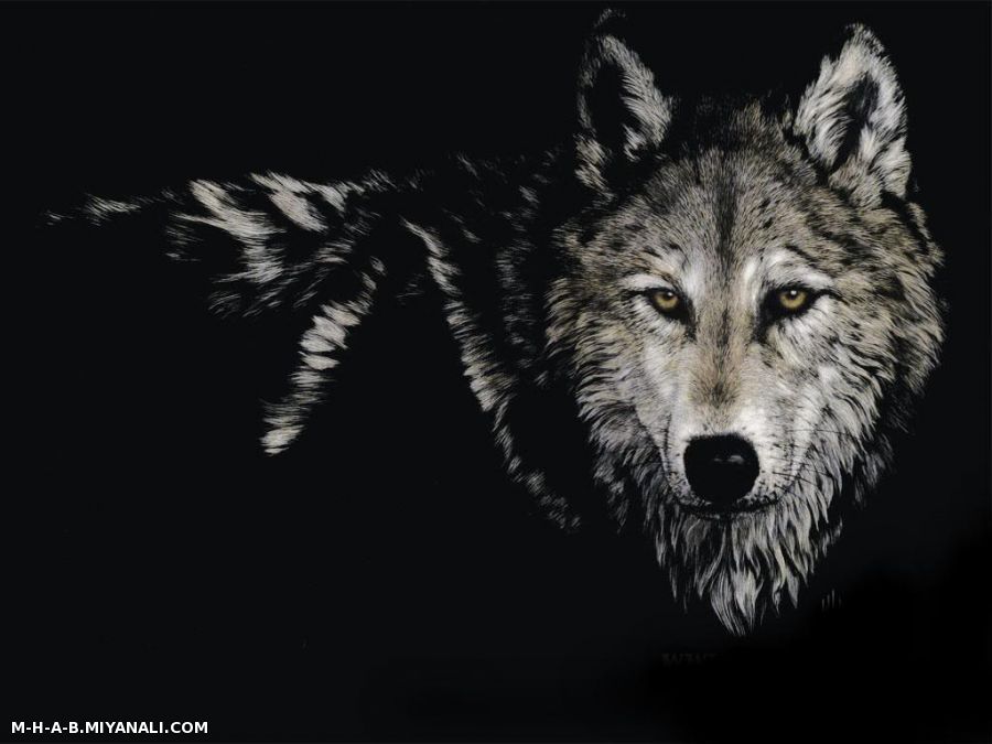 wolf